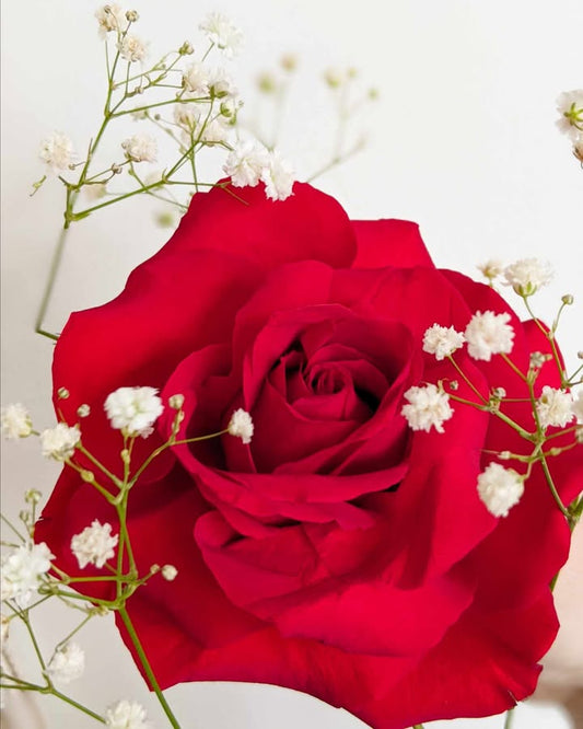 Half Dozen Roses - Handtied